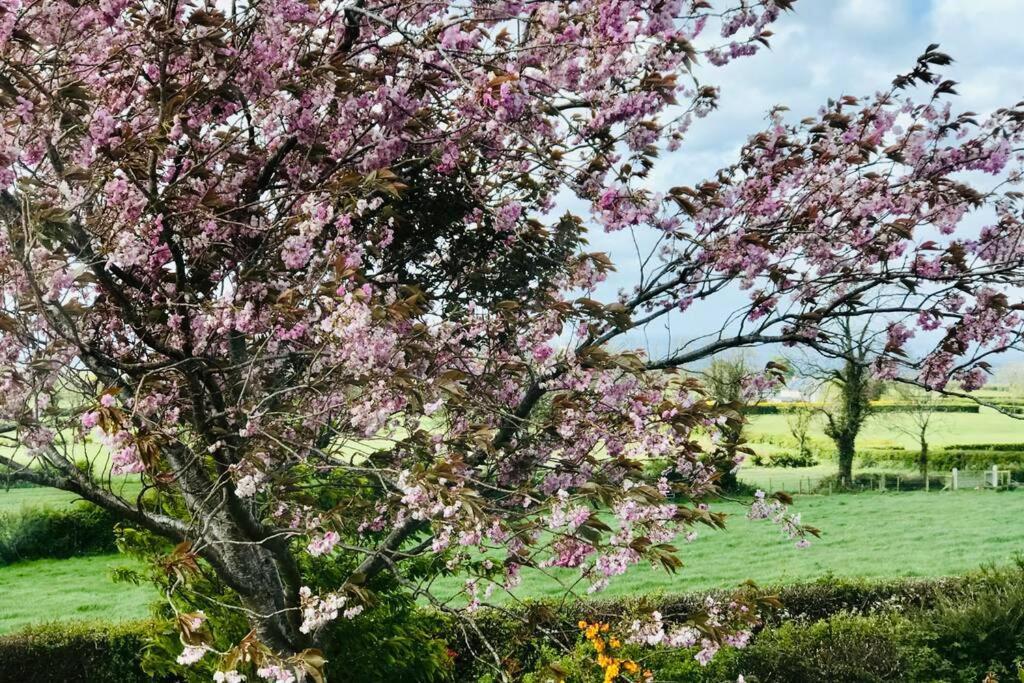 Eden Cottage Lisburn Ngoại thất bức ảnh